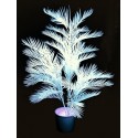 UV Kentia, 170cm
