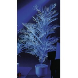 UV Kentia, 90cm