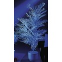 UV Kentia, 90cm