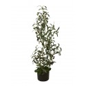 Olivovník s plody, 90 cm