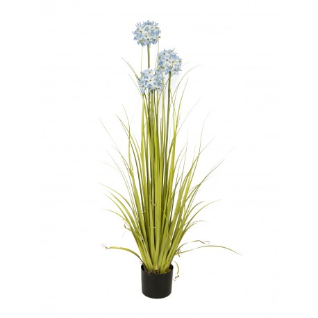 Allium tráva s modrými květy, 120 cm