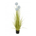 Allium tráva s modrými květy, 120 cm