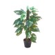 Pothos na kmeni, 150 cm