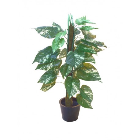 Pothos na kmeni, 150 cm