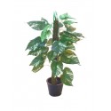 Pothos na kmeni, 150 cm
