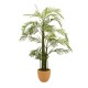 Areca palma, 110 cm