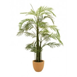 Areca palma, 110 cm