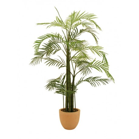 Areca palma, 110 cm