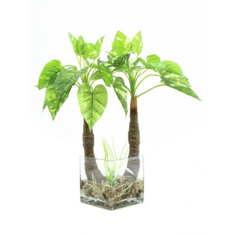 Pothos ve skle, 26 listů, 50cm