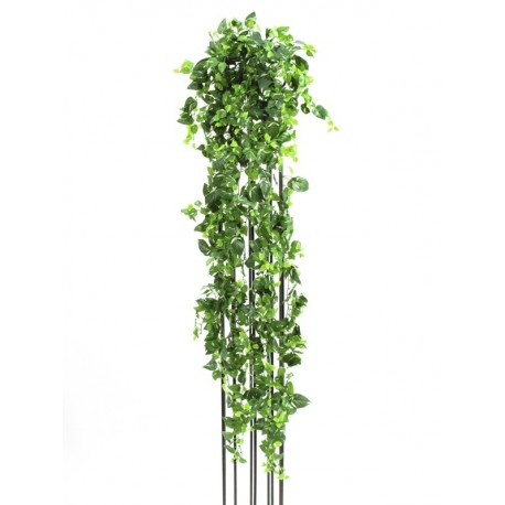 Pothos šlahoun, 160 cm