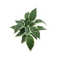 Hostaceae výhonek zel./bílá 50cm