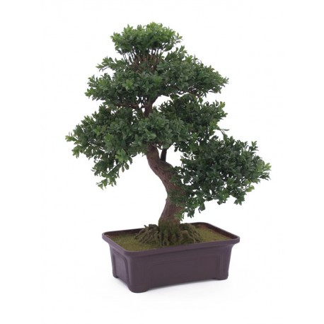 Bonsai buš v truhlíku